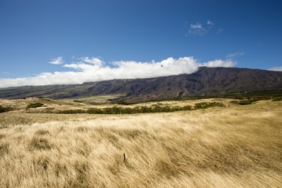 蓝萨克山下棕草田山景照片